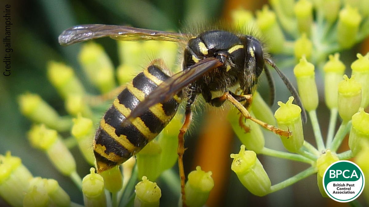 Tree wasp Dolichovespula sylvestris identification in the UK Tree wasp Dolichovespula sylvestris identification in the UK